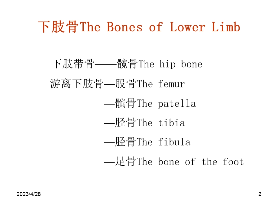 下肢的骨骼1ppt课件精选文档.pptx_第2页