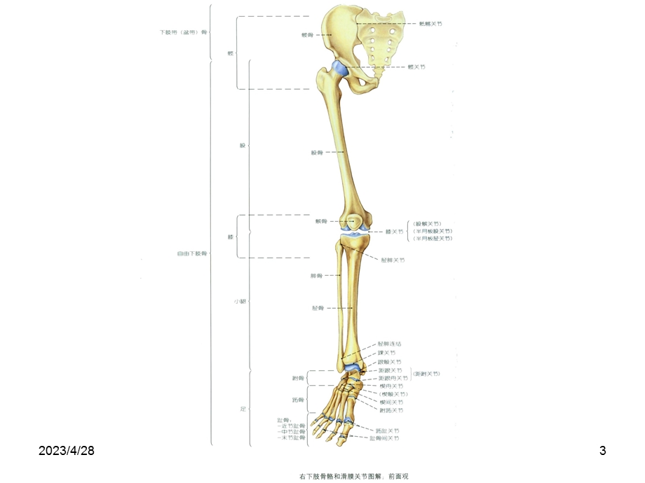 下肢的骨骼1ppt课件精选文档.pptx_第3页