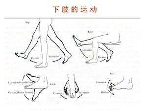 下肢的骨骼1ppt课件精选文档.pptx