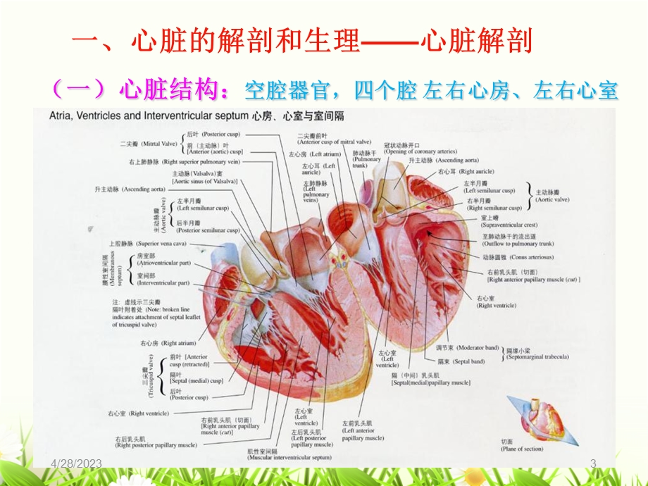 循环系统疾病第一章总论PPT文档.ppt_第3页