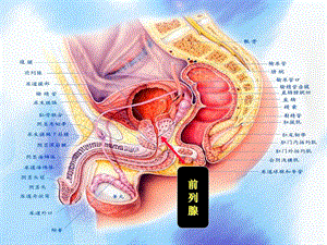 中医药治疗前列腺炎的思路与祛瘀法的应用文档资料.ppt