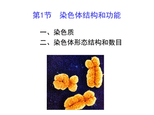 10遗传的细胞学基础文档资料.ppt