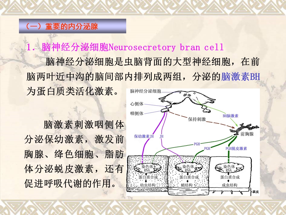 内分泌和生殖 307PPT文档.ppt_第2页