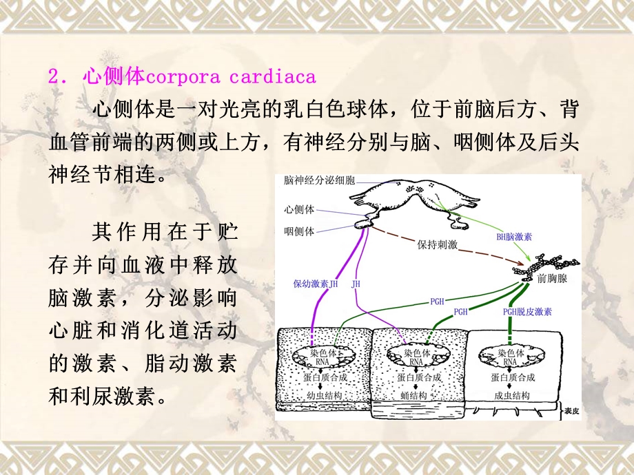 内分泌和生殖 307PPT文档.ppt_第3页