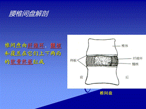 最新腰椎间盘解剖PPT文档.ppt