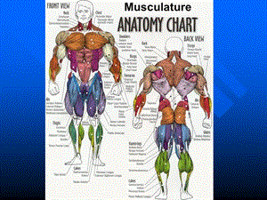 musclecell肌细胞17年文档资料.ppt