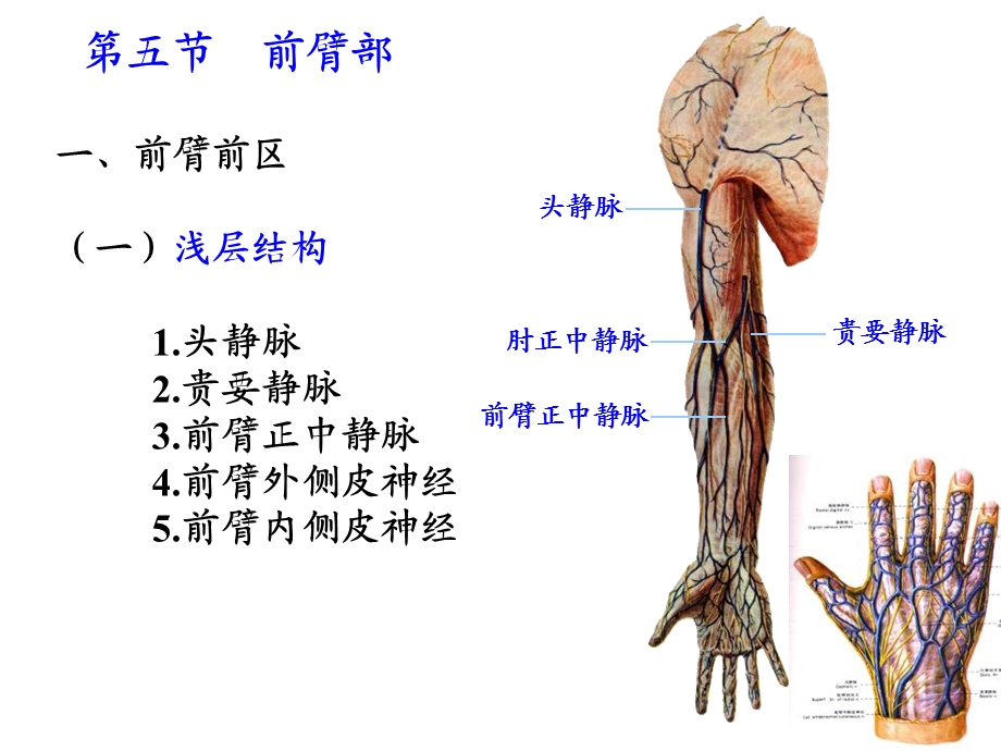 上肢解剖2PPT文档资料.ppt_第1页