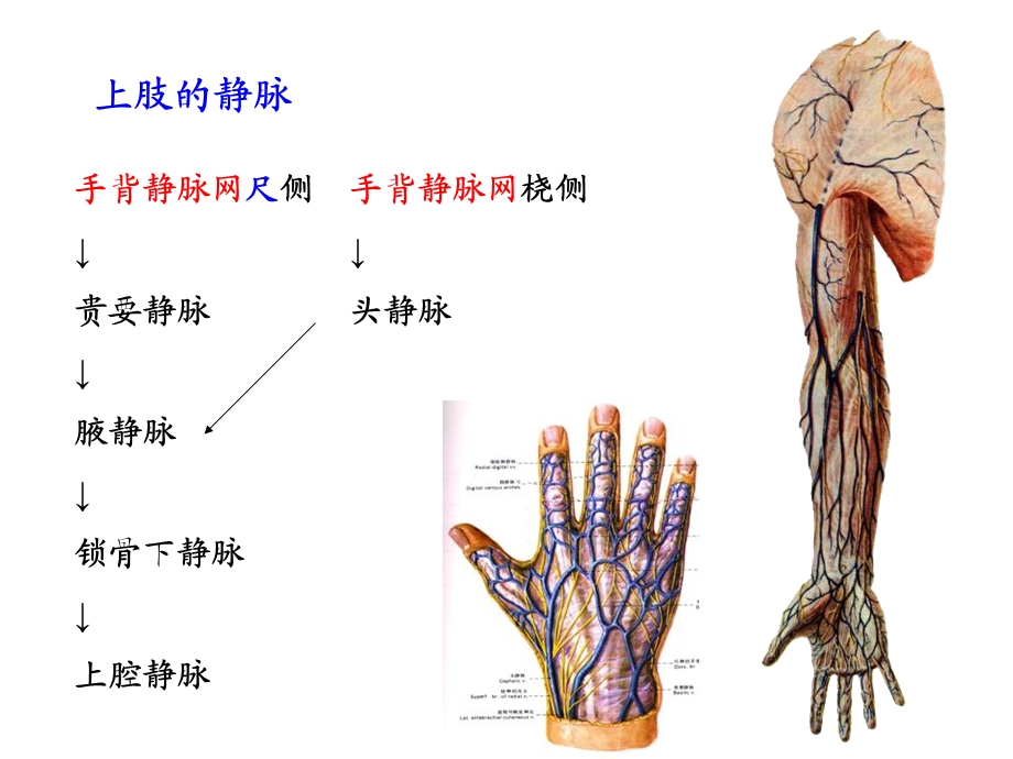 上肢解剖2PPT文档资料.ppt_第2页