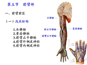 上肢解剖2PPT文档资料.ppt