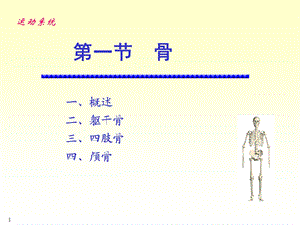 1系统解剖学绪论及第一章骨学精选文档.ppt