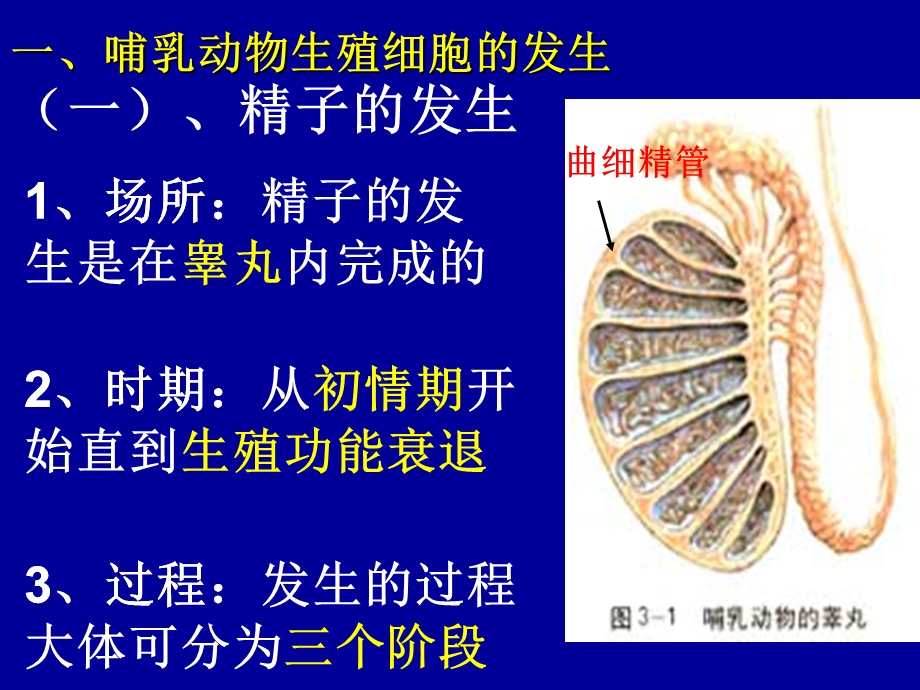 哺乳动物生殖细胞的发生和胚胎发育的基本过程PPT文档.ppt_第1页