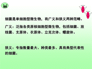 02细菌的形态与结构PPT文档.ppt