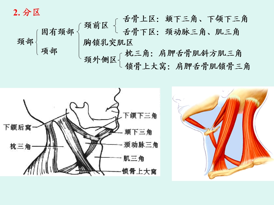 局部解剖学颈部w文档资料.ppt_第3页