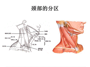 局部解剖学05.颈前区和胸锁乳突肌区精选文档.ppt