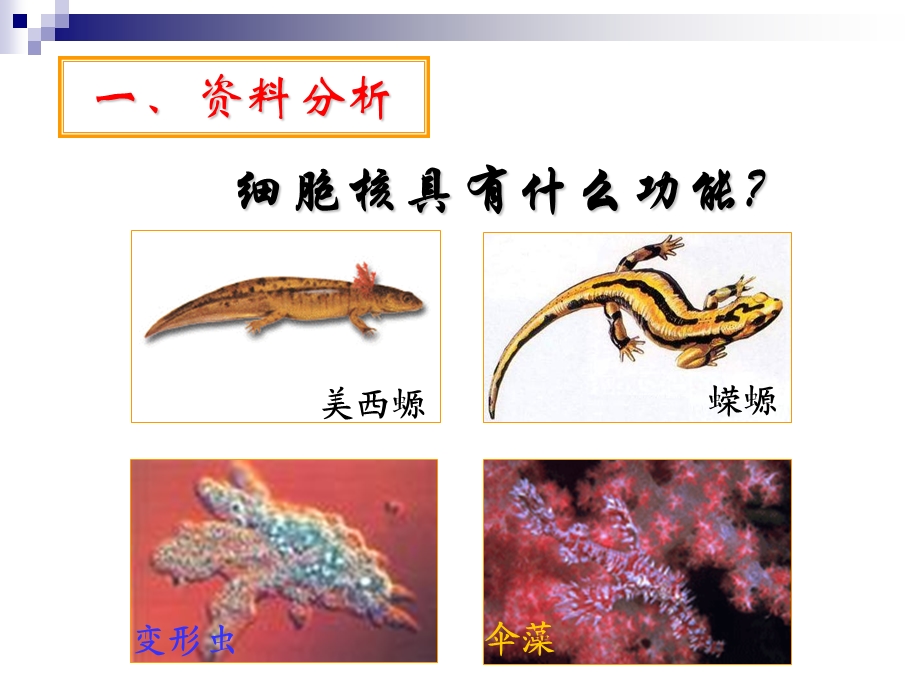 三3细胞核——系统的控制中心精选文档.ppt_第3页