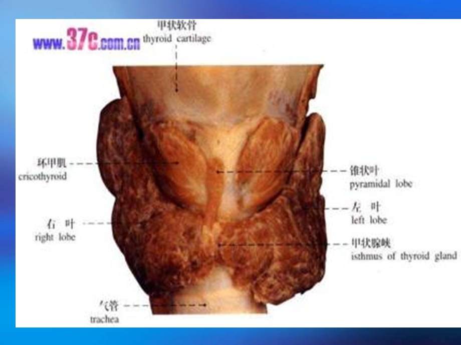 15颈部疾病病人的护理文档资料.ppt_第3页