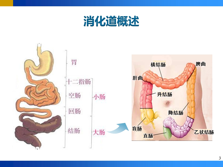 炎症性肠病(IBD)PPT.pptx_第3页