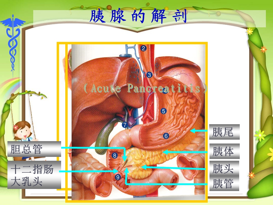 修改——急性胰腺炎 ppt课件PPT文档.ppt_第3页