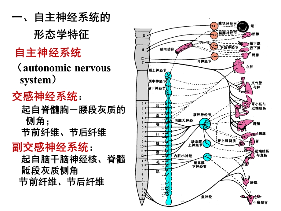 12级药学本科俞神经4PPT课件.ppt_第1页