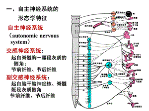 12级药学本科俞神经4PPT课件.ppt