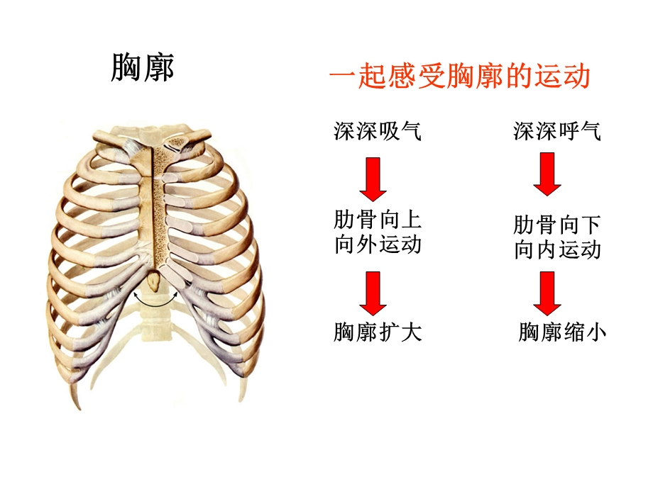 发生在肺内的气体交换(修改文档资料.ppt_第1页