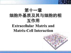 11细胞外基质及其与细胞的相互作用PPT文档资料.ppt