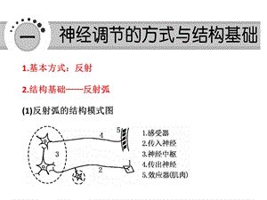 必修321通过神经系统的调节11版PPT文档.ppt