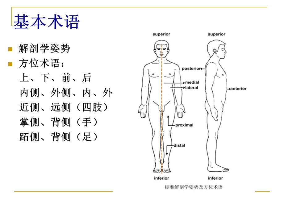 人体解剖和生理精选文档.ppt_第2页