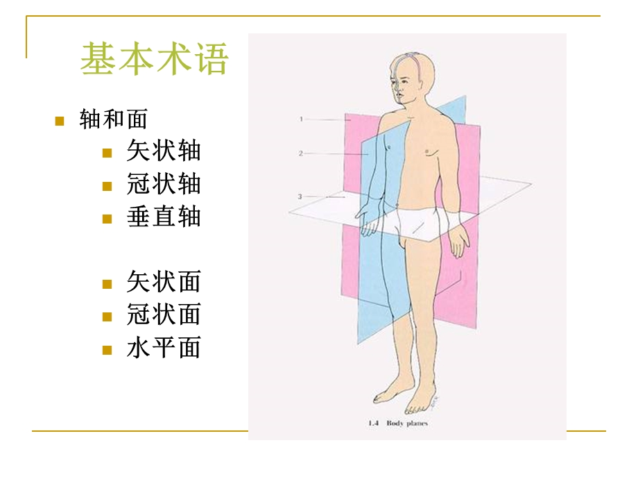 人体解剖和生理精选文档.ppt_第3页