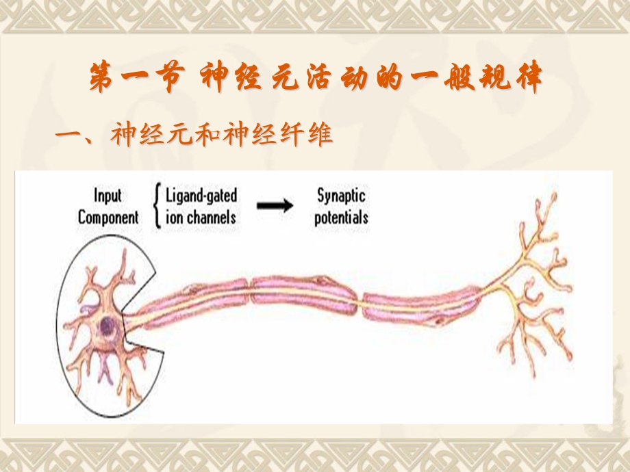 11神经系统PPT文档资料.ppt_第1页