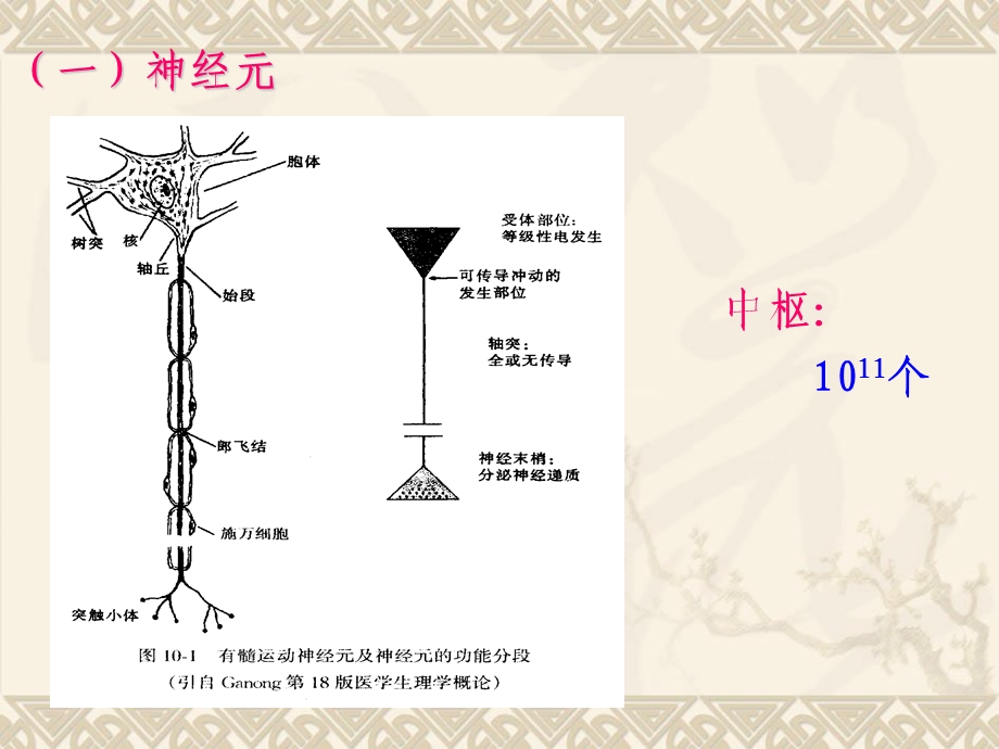 11神经系统PPT文档资料.ppt_第2页