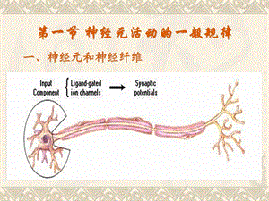 11神经系统PPT文档资料.ppt