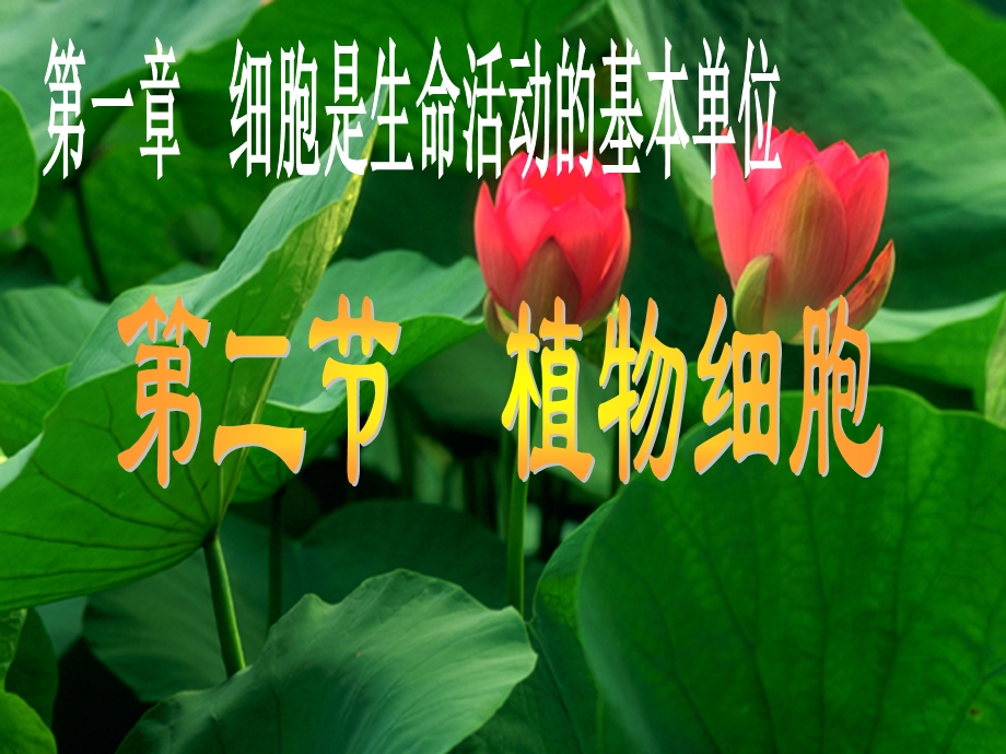 人教版七上第二单元+第一章第二节植物细胞.ppt_第1页