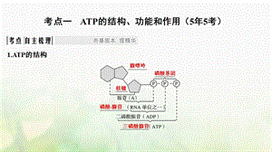 最新高考生物一轮复习第三单元细胞的能量供应和利用第9讲ATP与细胞呼吸课件PPT文档文档资料.ppt