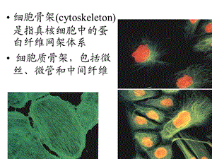 10细胞骨架精选文档.ppt