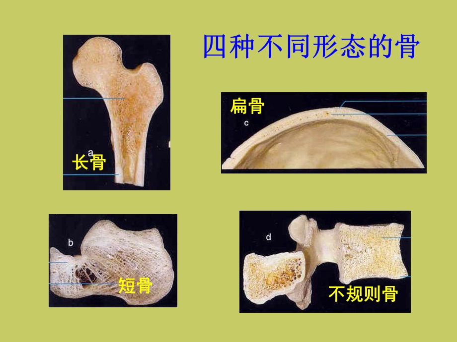 人体解剖生理学运动系统结构与功能文档资料.ppt_第2页