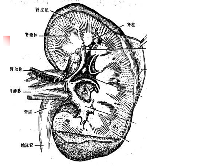 1肾动态显像PPT课件.ppt_第3页