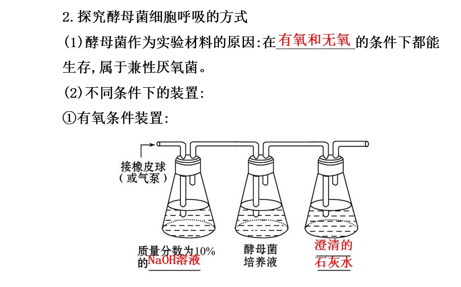 高中生物必修一第5章第3节ATP的主要来源——细胞呼吸PPT文档.ppt_第2页