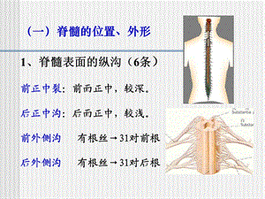 15脊髓和脊神经PPT文档资料.ppt