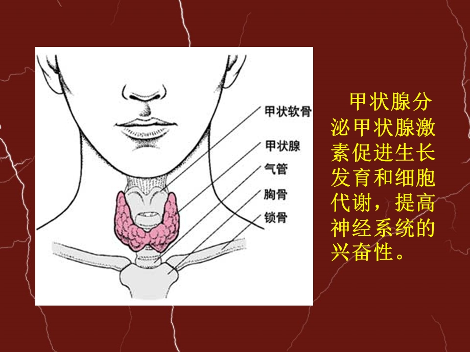 人体主要内分泌腺及分泌的激素的作用精选文档.ppt_第2页