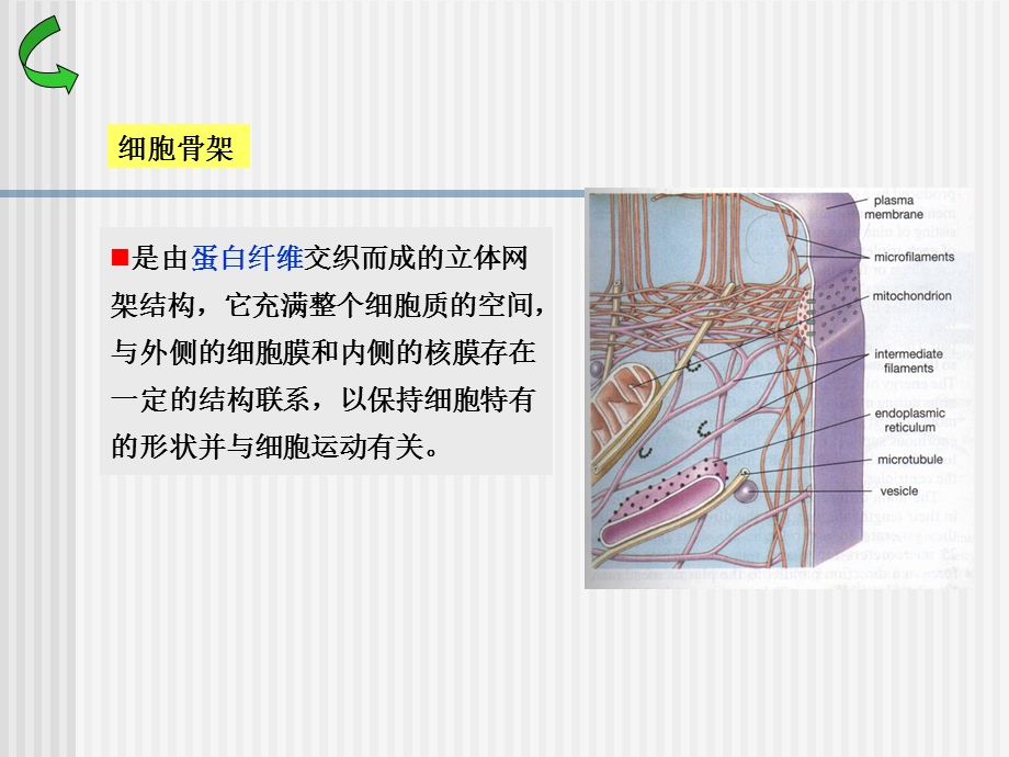 06细胞骨架文档资料.ppt_第1页