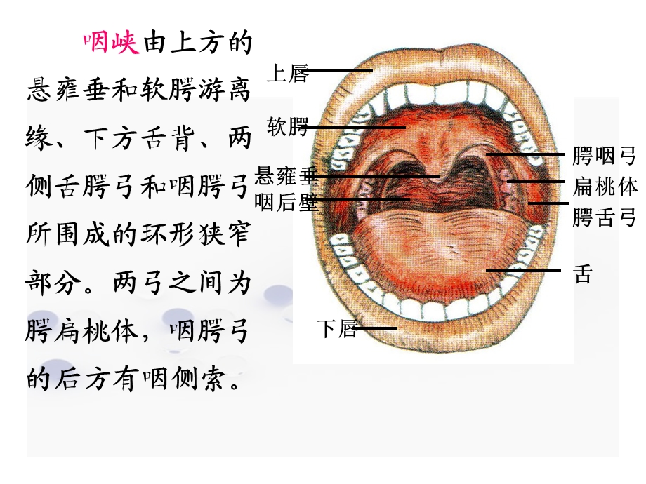 咽解剖生理及生理咽炎文档资料.ppt_第3页