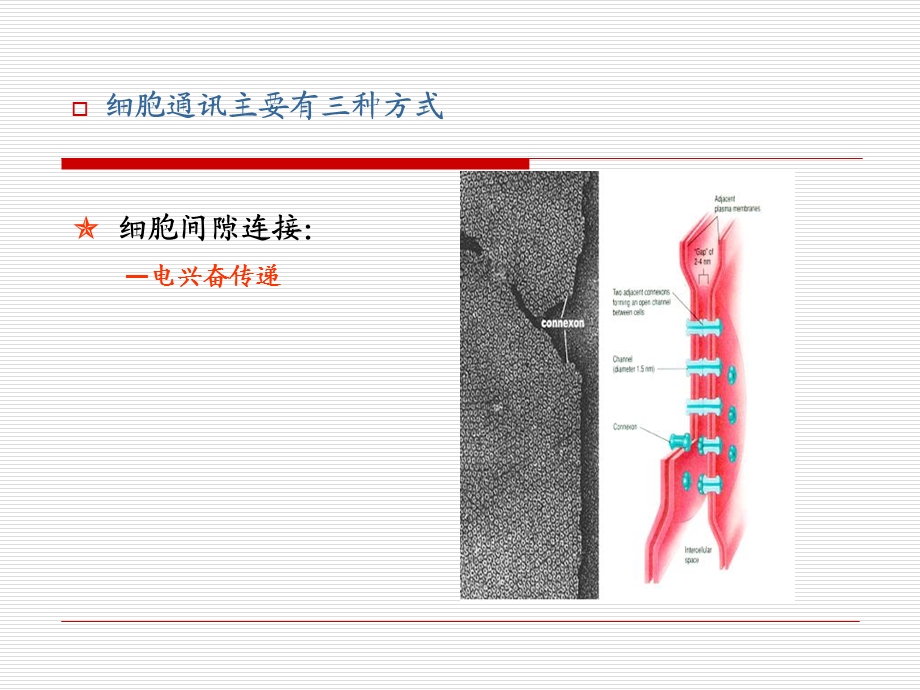 14细胞信号转导与疾病PPT文档资料.ppt_第3页