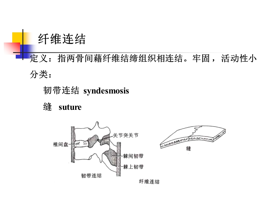 2关节学肌学总论文档资料.ppt_第3页