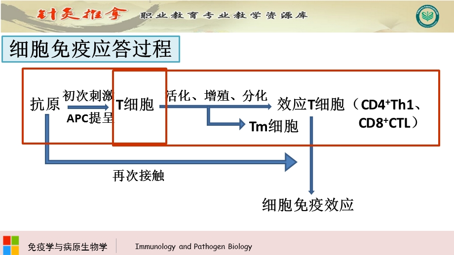 T细胞的活化文档资料.pptx_第1页