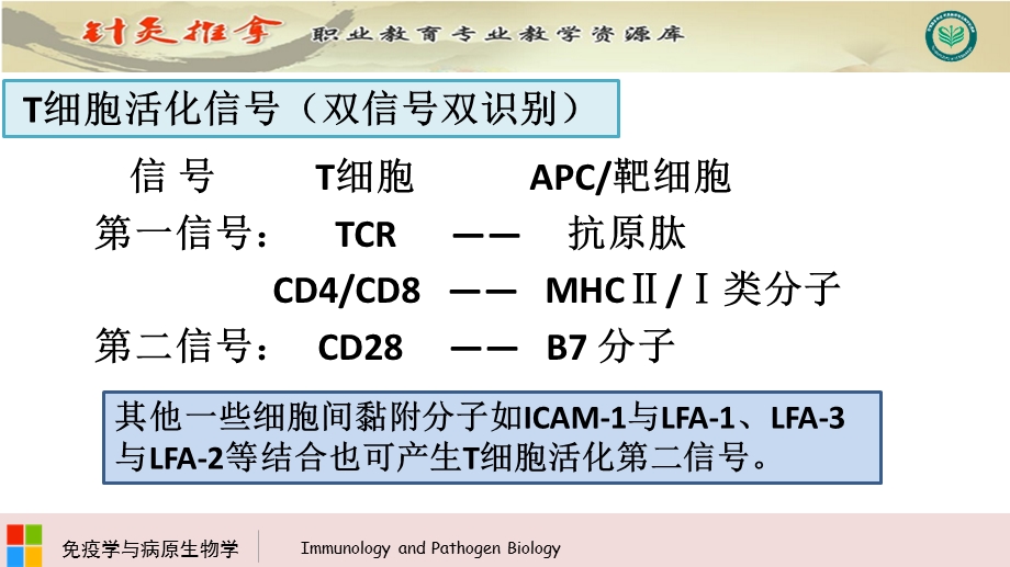 T细胞的活化文档资料.pptx_第2页