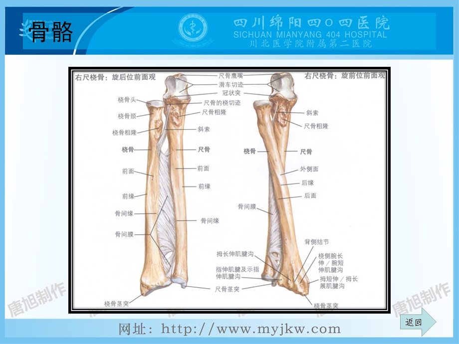 最新前臂双骨折PPT文档.pptx_第2页