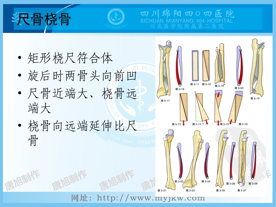 最新前臂双骨折PPT文档.pptx_第3页