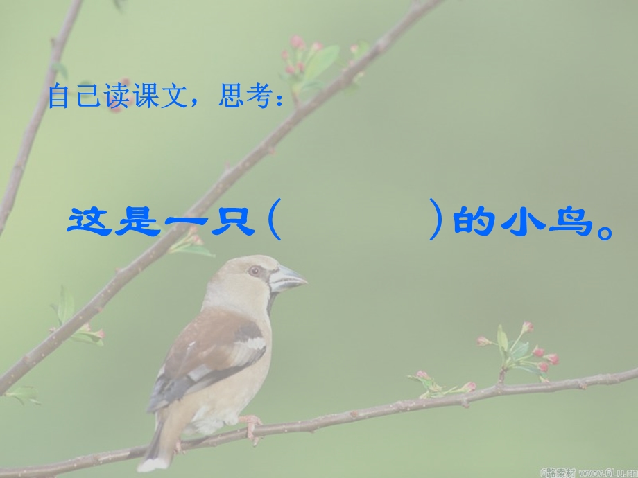 一只小鸟PPT课件.ppt_第2页