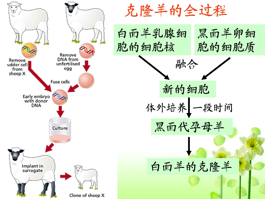 人教版选修3专题2课题1第1课时植物细胞工程的基本技术(共39张PPT)PPT文档.ppt_第2页